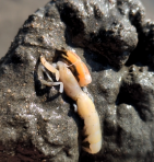 ５年生_総合_川久保侑亮_カブトガニ観察_15