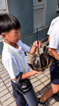 ５年生_総合_川久保侑亮_カブトガニ観察_39