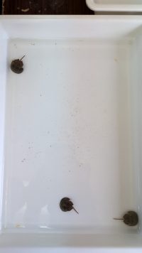 ５年生_総合_川久保侑亮_カブトガニ観察_45